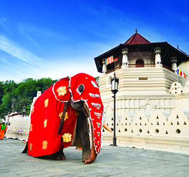 An elephant dressed in a red cloth passing by a Temple in Sri Lanka