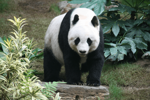 Enjoy The Thrills Of Ocean Park In Hong Kong