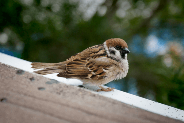 Enjoy The Thrills Of Ocean Park In Hong Kong