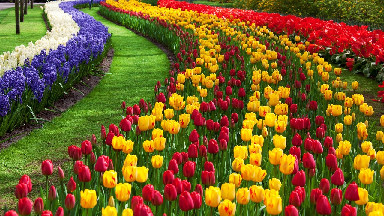 tulip-holland