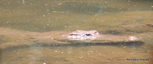 Pic: We saw this crocodile basking in the sun at Kuruva Island