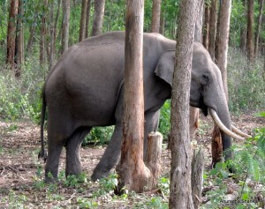 Pic: Elephant in the Muthanga Wildlife Sanctuary