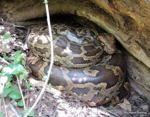 Pic: The best sighting of the trip – an Indian Rock Python incubating its eggs, seen near Kuruva Island 