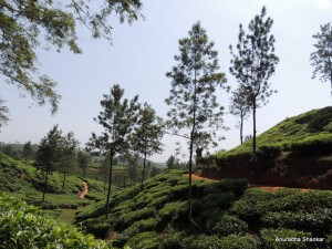 Pic: Tea Plantations