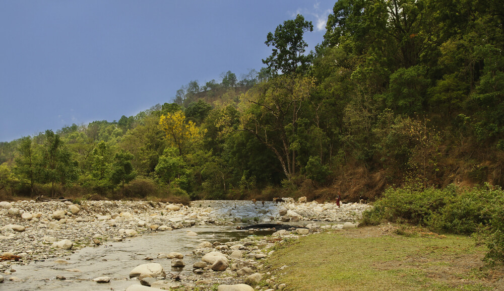 Trees in a Forest, Jim Corbett National Park, Nainital