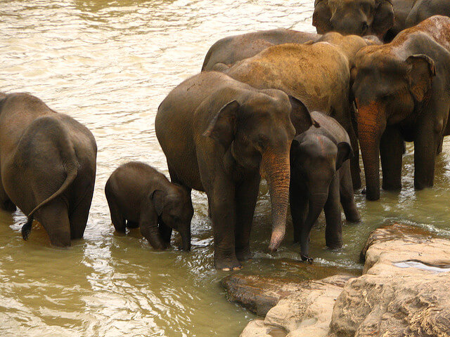 Sri Lanka – Elephant Orphanage