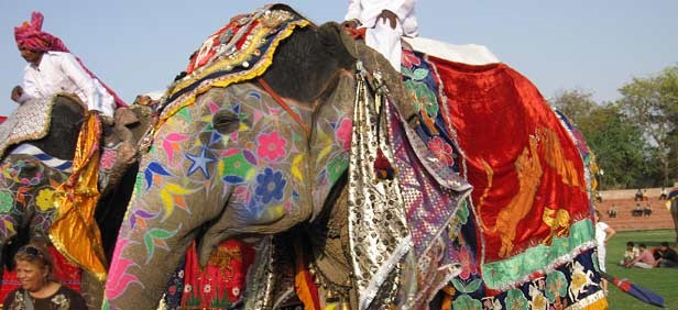 Jaipur - Holi Celebration