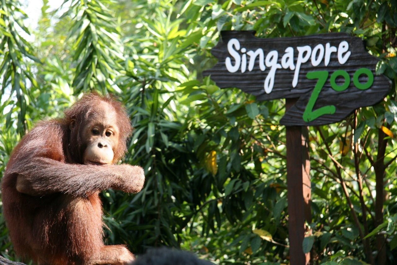 Singapore Zoo