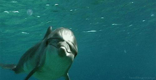 Maui Dolphin