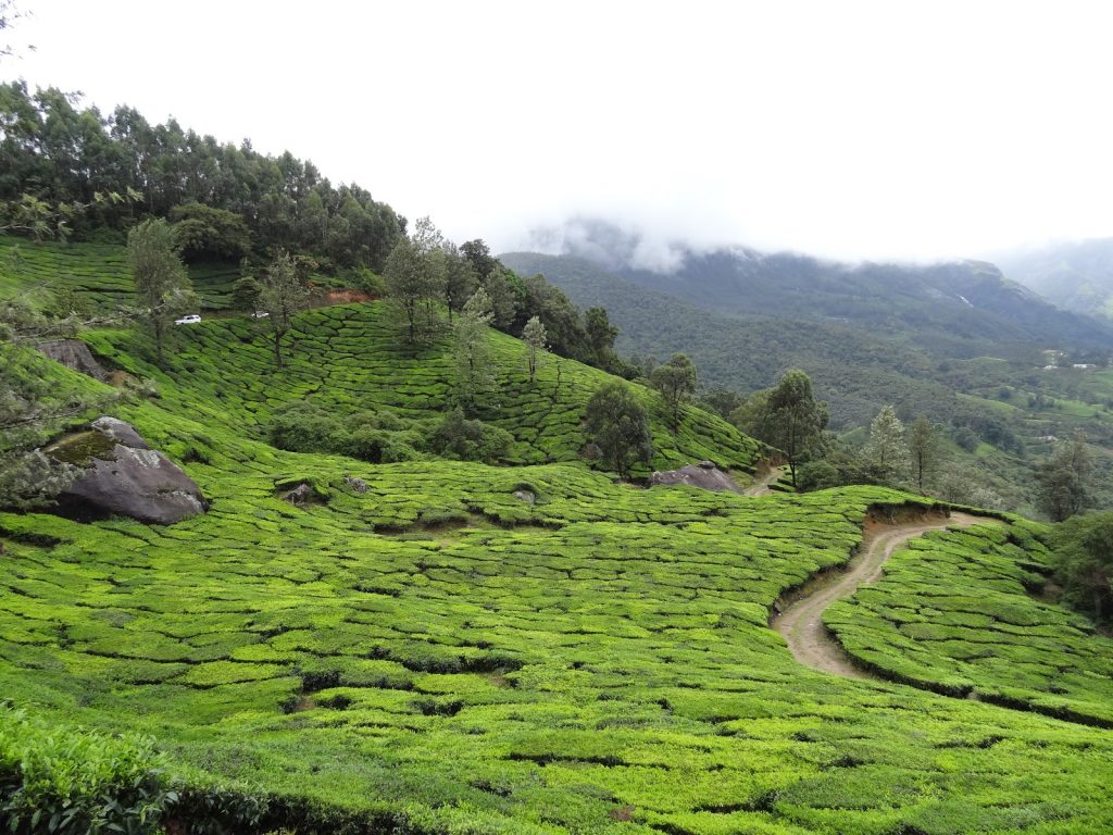 Munnar, Kerala