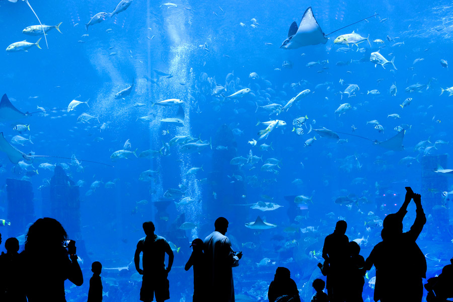 Dubai Aquarium