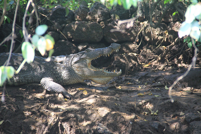 Goa – Crocodile spotting