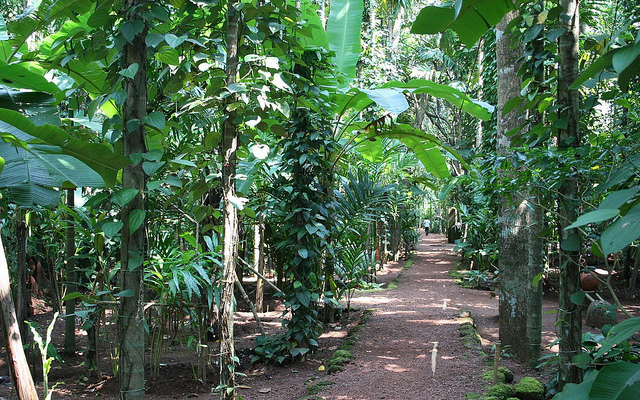 Goa – Spice farms
