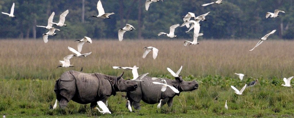 Kaziranga National Park, Assam