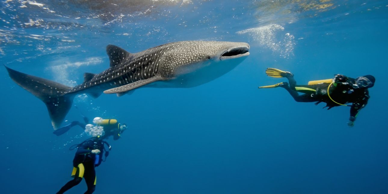 Diving with Whale Sharks
