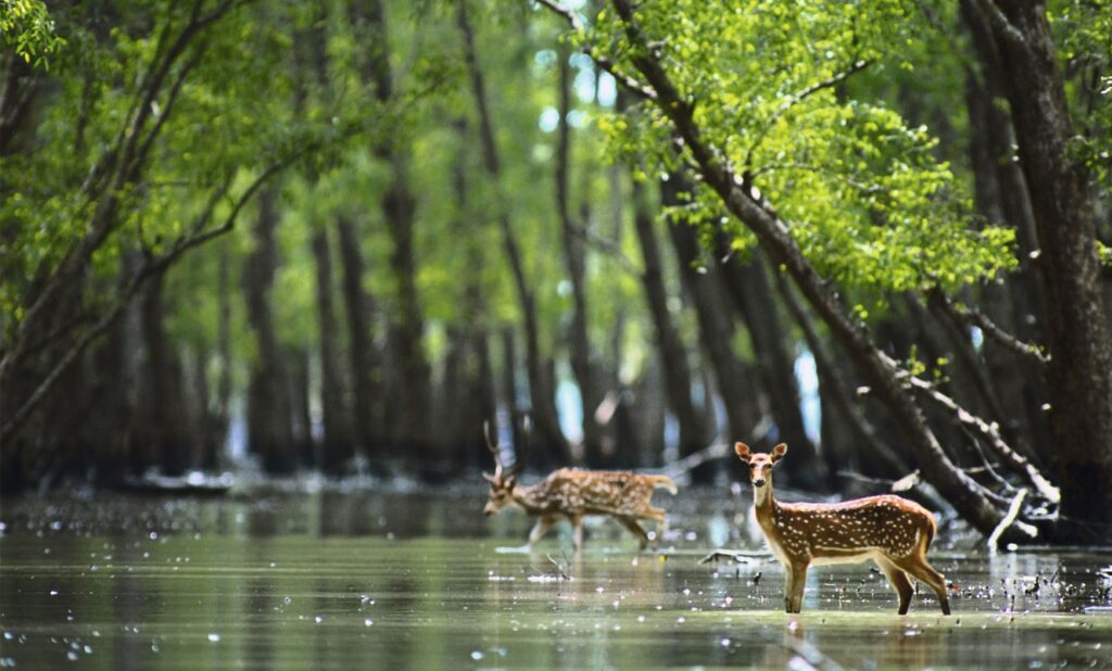 Sundarbans