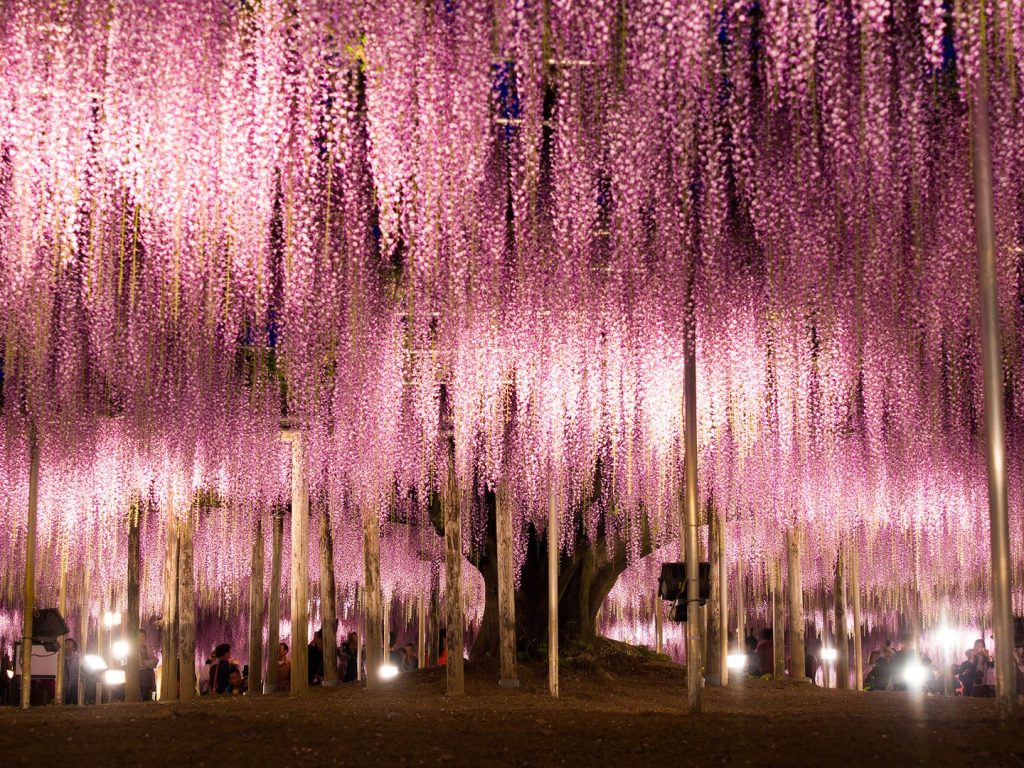 Ashikaga Flower Park: Ashikaga, Japan