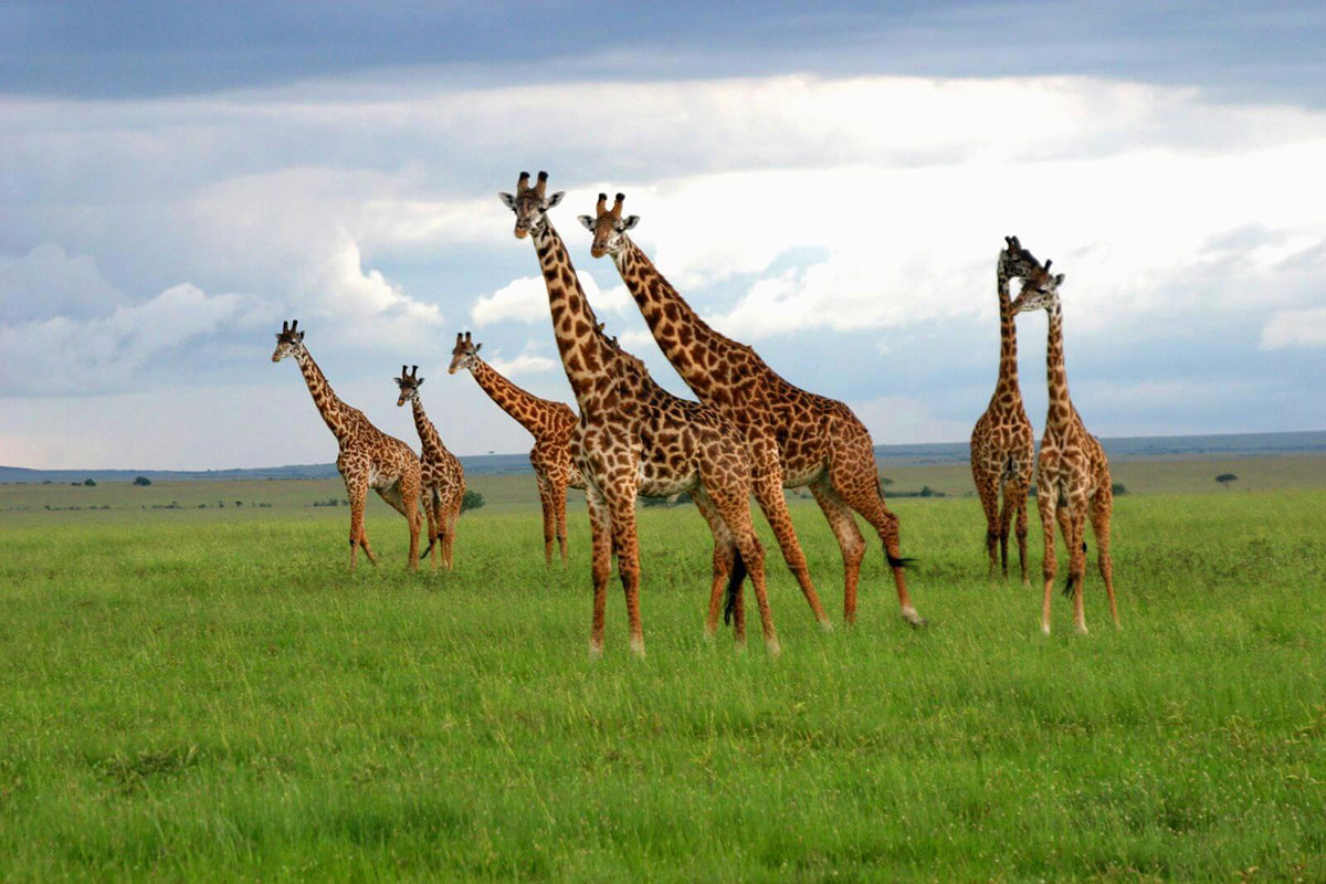 Kenya Safari