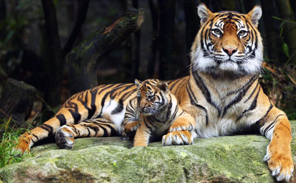 Sunderban National Park - Wildlife Sanctuaries in India