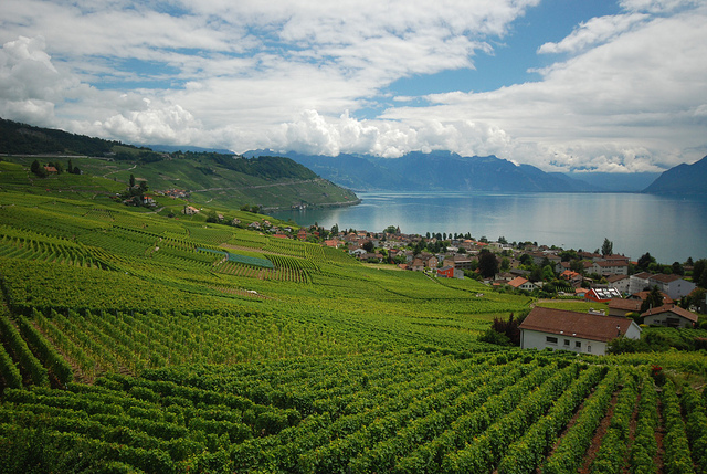 Lavaux