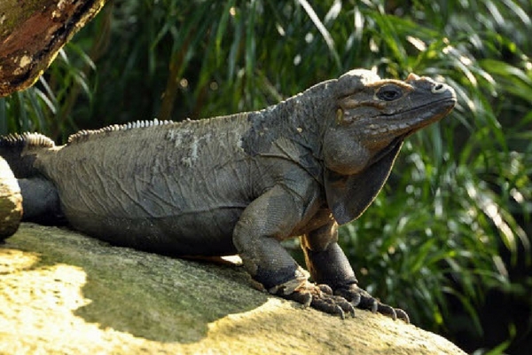 Jurong Reptile Park in Singapore