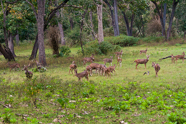 Wildlife Safari in Kerala