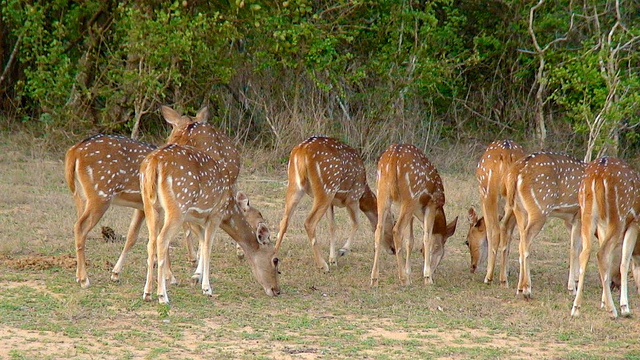 Yala National Park