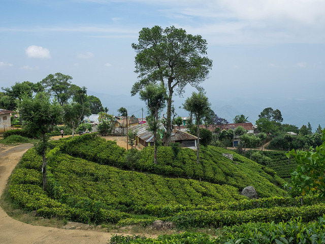 Trekking in Nuwara Eliya