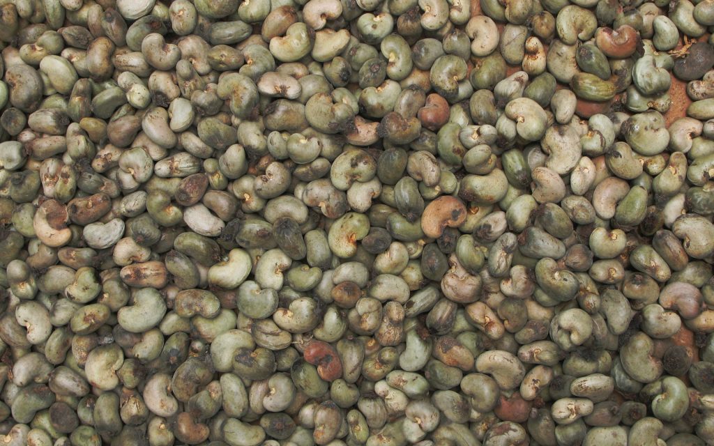 cashew nuts, Goa