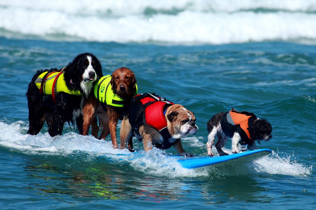 Dog surfing