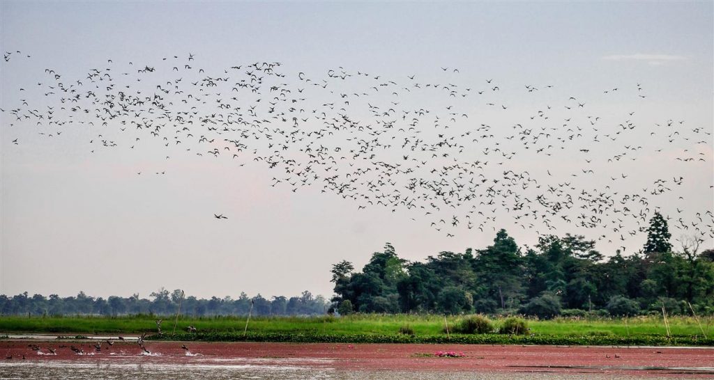 Dibru Saikhowa National Park, Assam