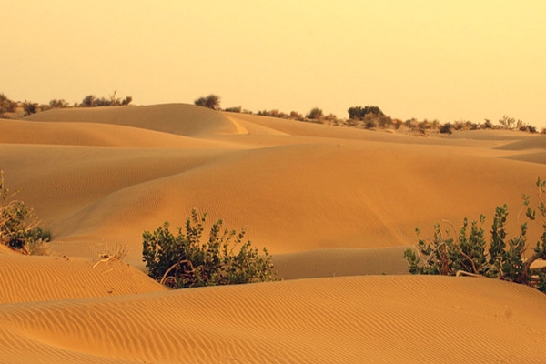 Thar Desert