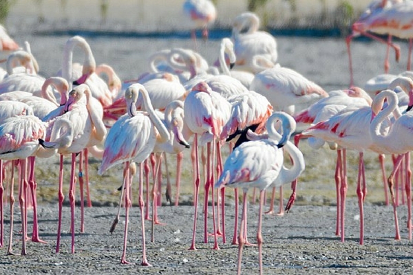 20 Free Things To Do In Dubai Flamingos, Dubai