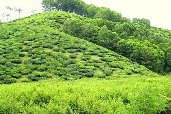 Vandiperiyar, Thekkady