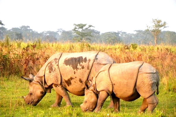 Kaziranga National Park, Assam