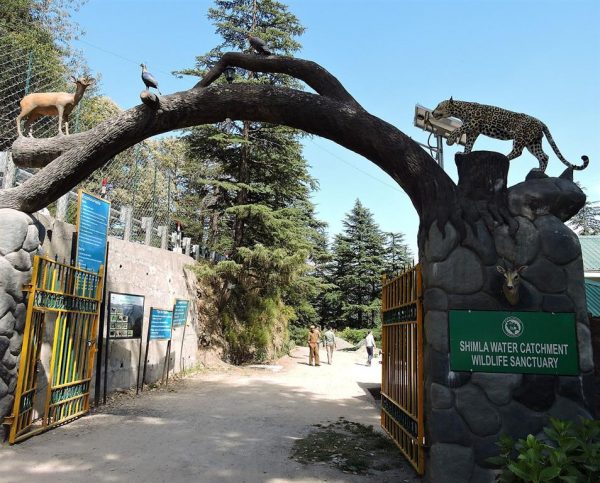 Shimla Water Catchment Sanctuary, Shimla