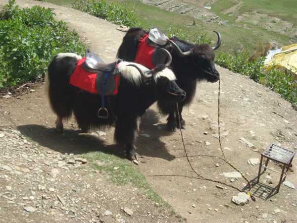 Yaks at Green Valley, Shimla