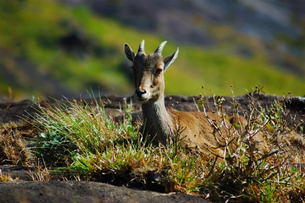 Nilgiri Tahr in Eravikulam National Park