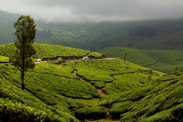 Lockhart Gap, Munnar
