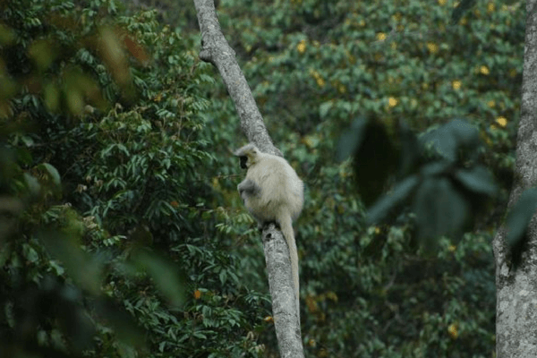 Jigme Dorji National Park, Bhutan