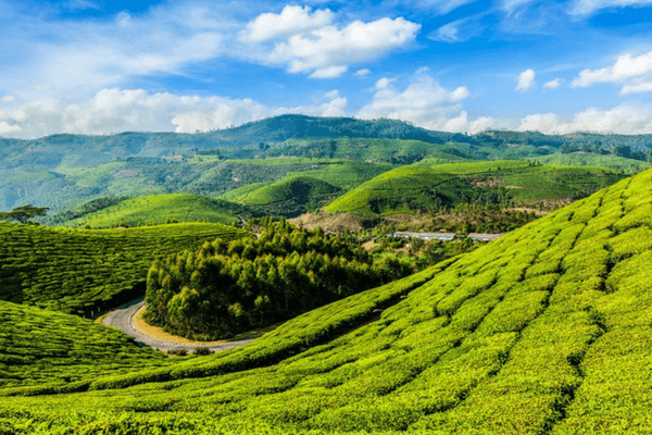 Kolukkumalai Tea Estate - Places to visit in Munnar