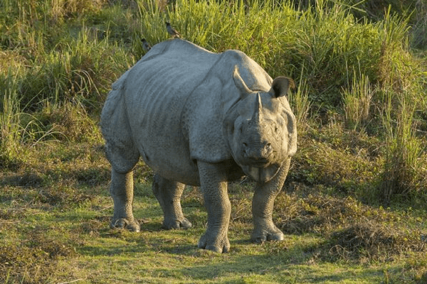 Royal Manas National Park, Bhutan