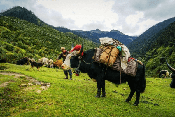 Sakteng Wildlife Sanctuary, Bhutan