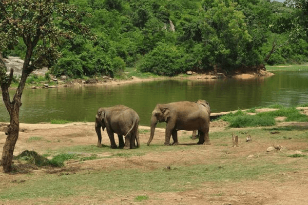 Bannerghatta National Park, Bangalore
