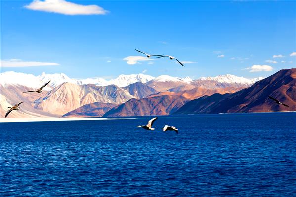 Pangong Lake, Ladakh