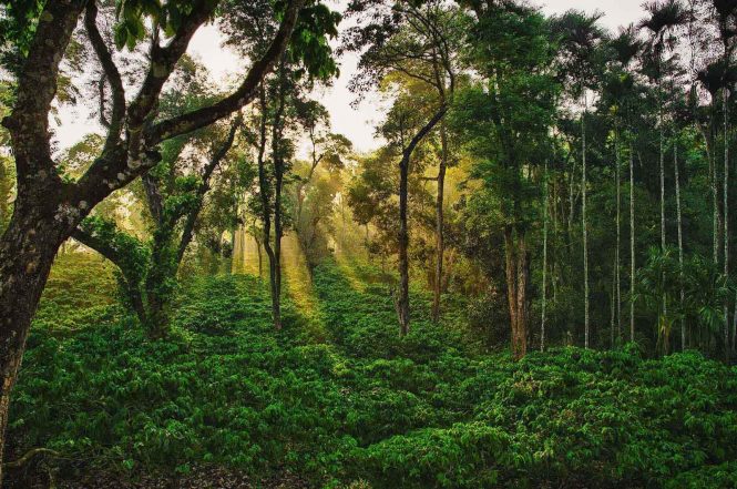 Chettalli - Places to visit in Coorg