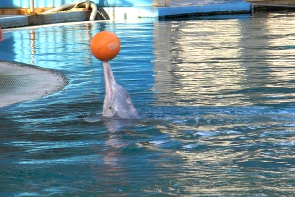 Dolphin Show