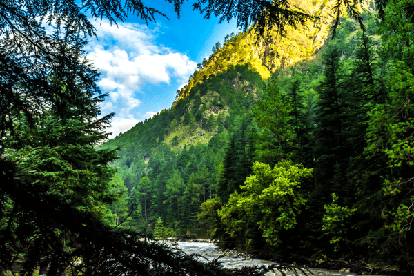 Himachal Pradesh forest area