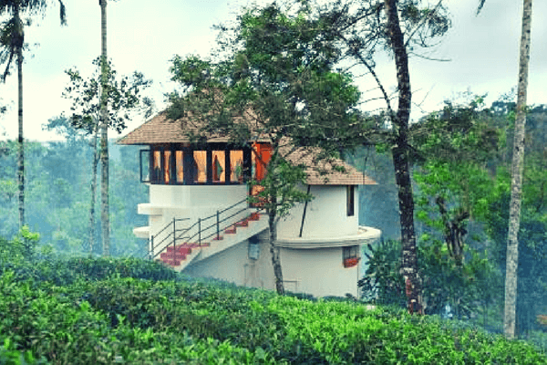 Tree House in Kerala - Best Honeymoon Destination
