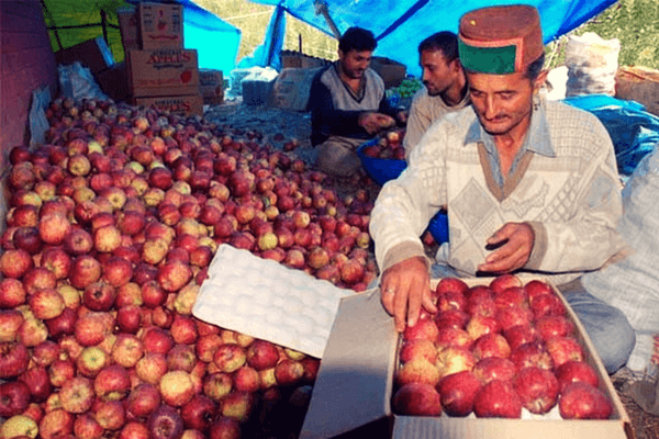 Apple in Himachal pradesh